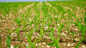 За 2025 год в Воронежской области сотрудники Россельхознадзора обнаружили 306 карантинных объектов