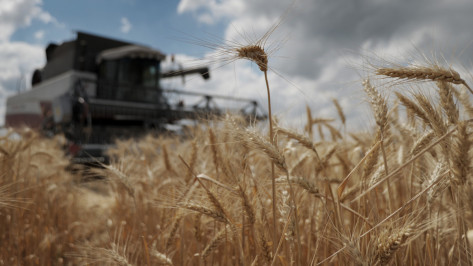 Аграрии Воронежской области собрали еще 1 млн тонн зерна менее чем за неделю