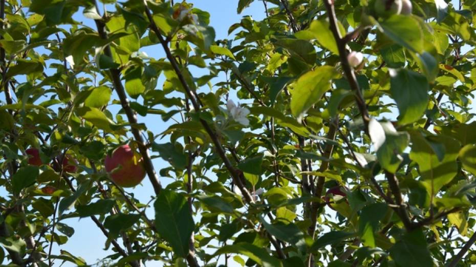 В Россошанском районе в сентябре зацвели яблони