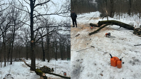В заказнике «Семилукский» под Воронежем спилили деревья