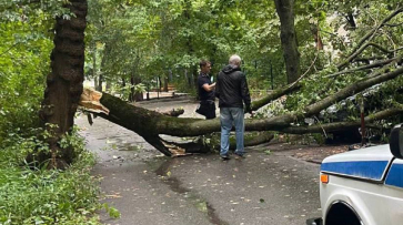 Ураганный ветер повалил в Воронеже 7 деревьев