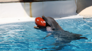 Воронежцы попросили губернатора и мэра запретить передвижные дельфинарии