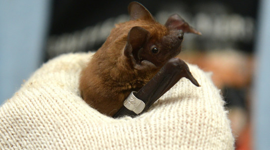 Роспотребнадзор изучит воронежских летучих мышей на коронавирусы