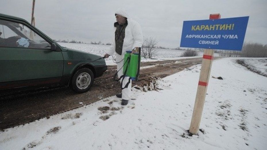 Сотрудники Россельхознадзора задержали 742 кг свинины на трассе Воронеж-Курск