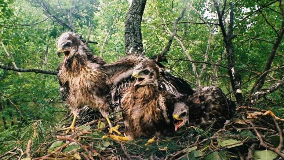 Окольцованный воронежский канюк нашелся под Белгородом через 12 лет