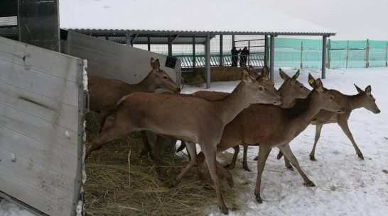 В Воронежскую область завезли стадо благородных оленей из Венгрии