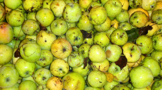 Лжедиректор плодосовхоза продал воронежскому бизнесмену 8 т чужих яблок