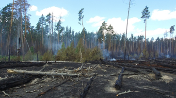 Ущерб от пожара в Воронежском заповеднике оценили в 6,5 млн рублей 