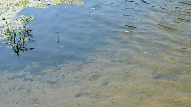 Водолазы исследовали дно поворинских водоемов в районе пляжей