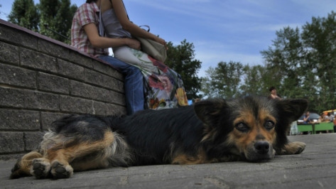 В Железнодорожном районе Воронежа ввели карантин по бешенству животных