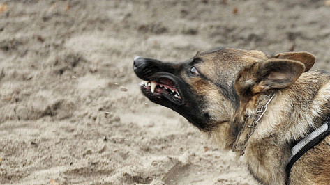 В Воронеже бродячая собака напала на 9-летнего мальчика