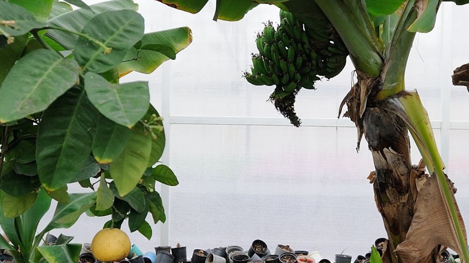 В Воронежской теплице круглый год растут бананы