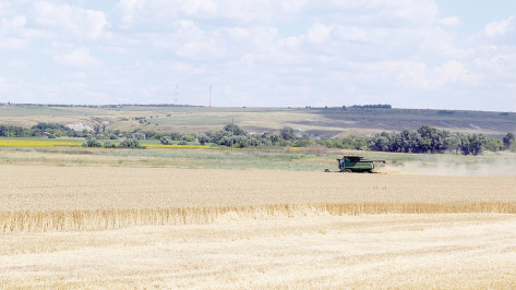 Урожайность озимой пшеницы в Ольховатском районе составила почти в 2 раза больше прошлогодней