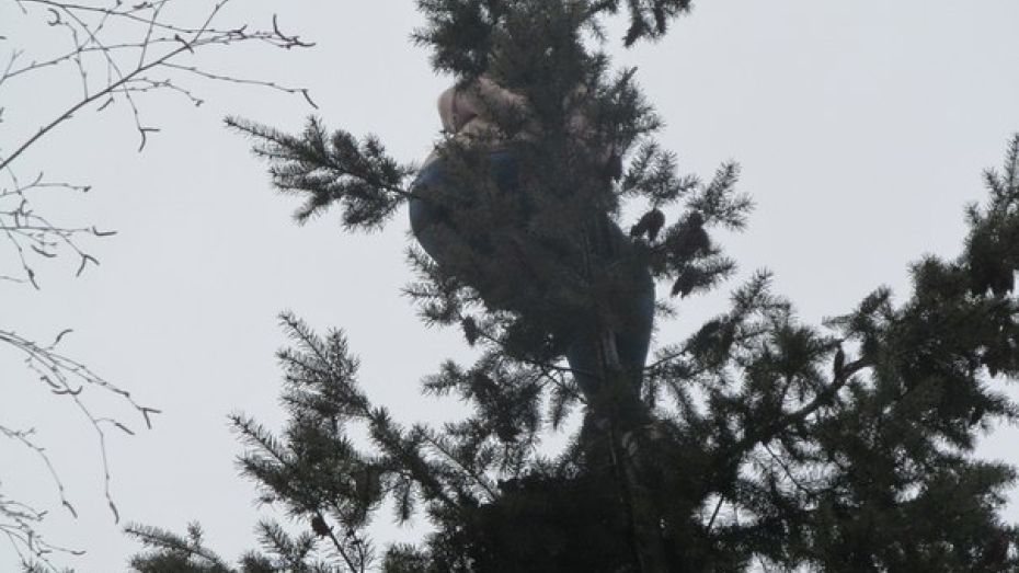 В Воронеже женщина 8 марта оказалась на дереве