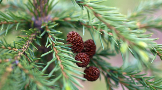 В Верхнемамонском районе стартовала природоохранная акция «Новогодняя елка» 