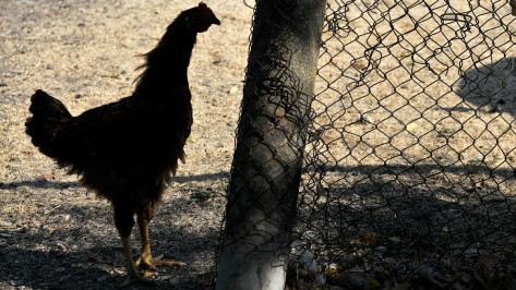 В Воронежской области из-за птичьего гриппа проверят все птицефабрики