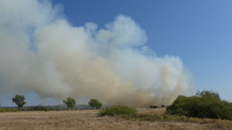 Высокий уровень пожарной опасности установили в Воронеже и 14 районах области