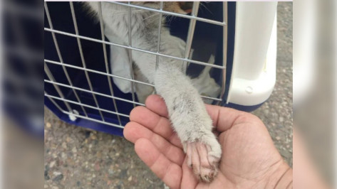 Через Воронеж к новым семьям: как под обстрелами волонтеры вывозят из зоны СВО домашних животных