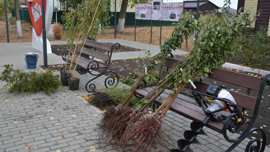 В поселке совхоза «Россошанский» посадили семейную аллею