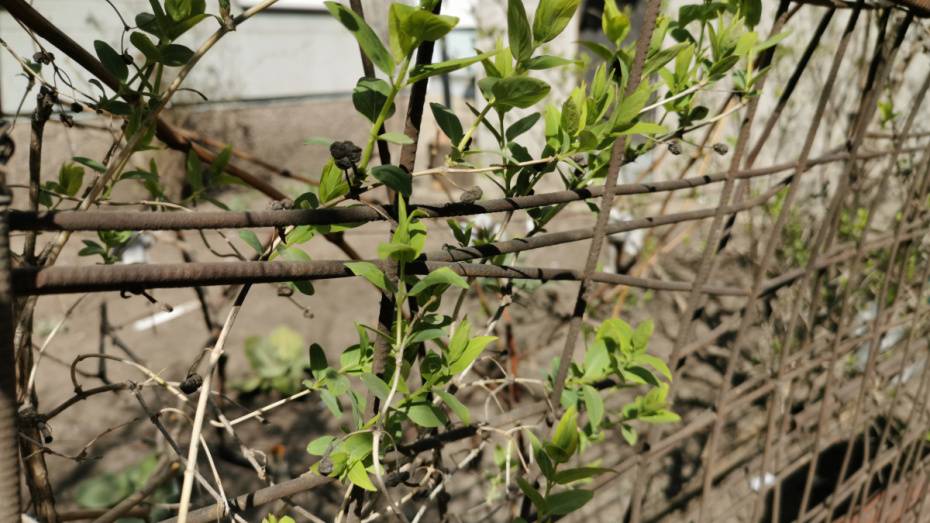 В первую половину майских выходных в Воронеже потеплеет до +26 градусов