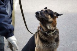 Пешеход и его собака погибли в ДТП на переходе в Воронеже