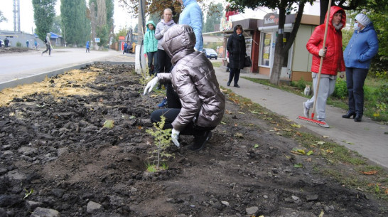 В семилукском поселке Латная заложили аллею из 301 саженца кедровой сосны