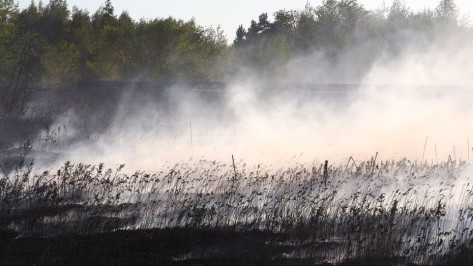 В Воронежской области назвали районы с чрезвычайным риском пожароопасности