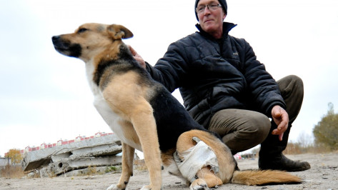В Воронеже на зооакции будут искать хозяев трехлапому псу Тоше