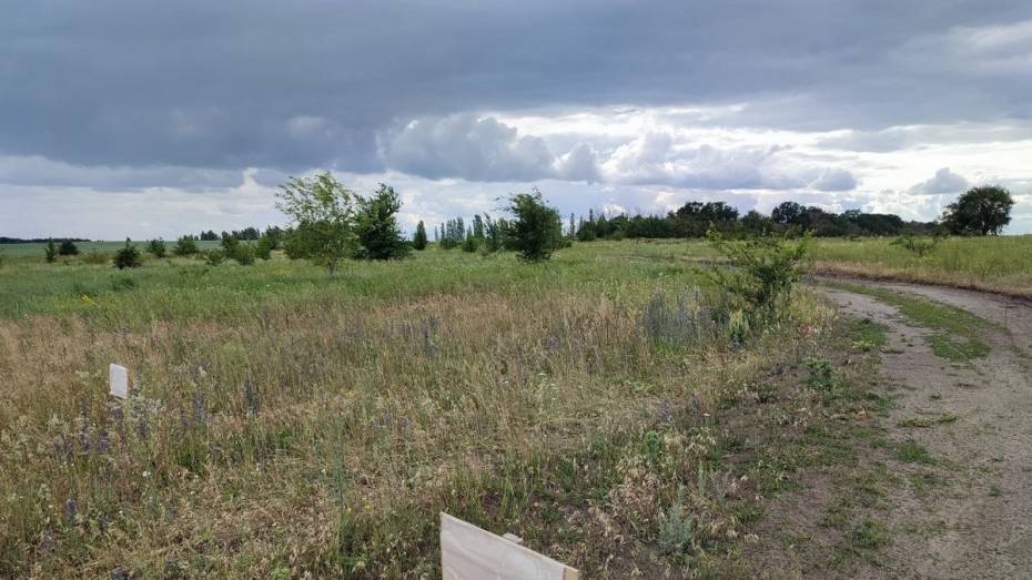 Россошанские активисты высадят 100 именных деревьев в честь земляков-фронтовиков