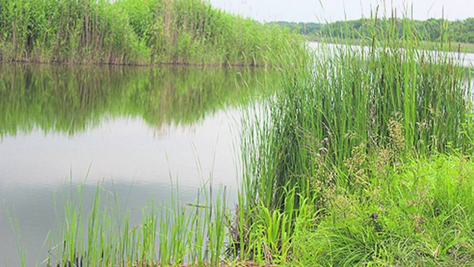 Во время отдыха с семьей на пруду в таловском поселке Терехово утонула 41-летняя женщина