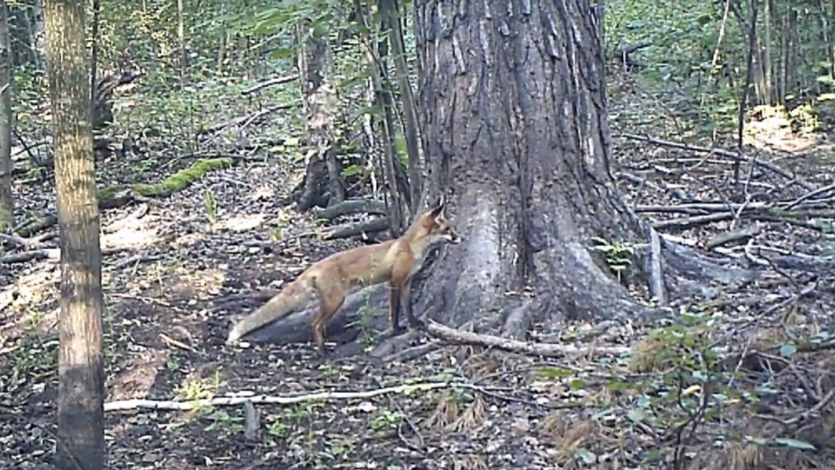Охота на лисицу спид ап. Фотоловушки для лисы. Лисицы в заповеднике Воронеж.