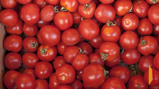 В Воронежской области подешевели огурцы и помидоры