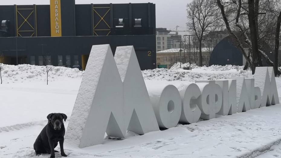 Воронежский пес-рекордсмен поучаствовал в съемках нового телепроекта в Москве