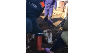 Спасение упавшей в погреб коровы в Воронежской области попало на видео 