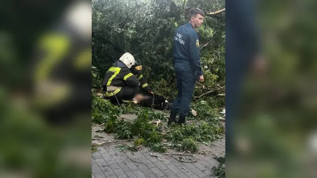 Дерево придавило девушку на улице Орджоникидзе в центре Воронежа