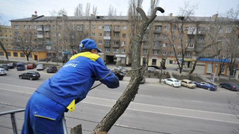 Вопрос с аварийными деревьями в Воронеже решат при поддержке областных властей