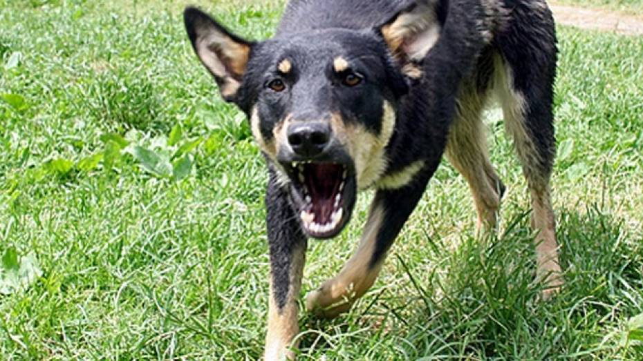 В Верхнемамонском районе на женщину напала бродячая собака