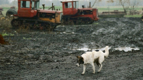 В Воронеже и 4 районах области ввели карантин по бешенству животных