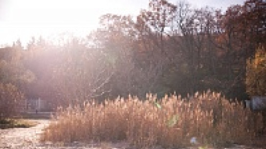 В Воронеж вернется солнце