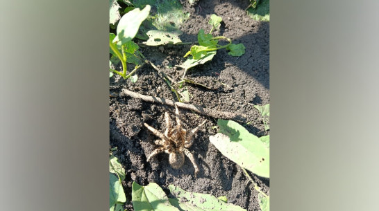 Самка тарантула отложила яйцо на грядке с кабачками воронежского огородника
