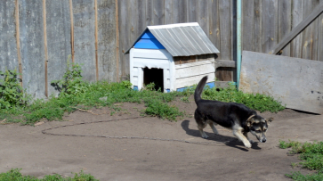 Хозяйка собаки – убийцы годовалого малыша в Воронежской области: «У меня нет объяснения»