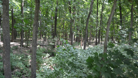 Браконьеры спилили редкие дубы в заказнике «Каменная степь» под Воронежем