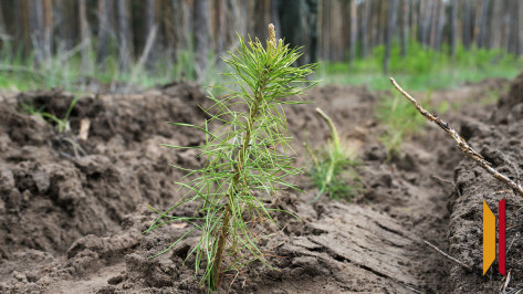 Воронежский губернатор поздравил специалистов с Днем работников леса