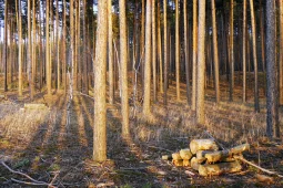 Губернатор Воронежской области поручил контролировать сохранность Северного леса