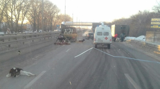 Телята пострадали в массовом ДТП под Воронежем