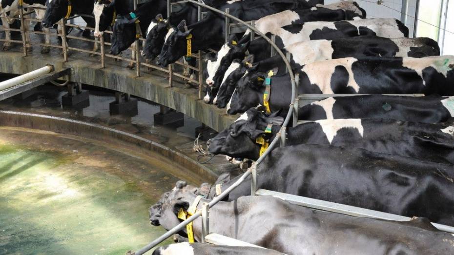 Воронежская область вошла в топ-10 регионов по производству молока