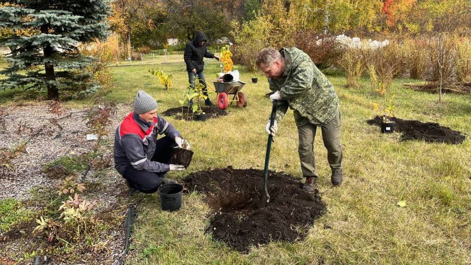 В Ботаническом саду Воронежа появилось 9 новых магнолий