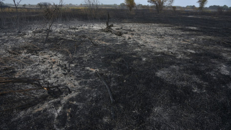 Спасатели остановили пожар в 400 м от воронежского поселка