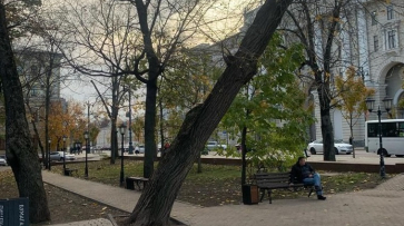 Опасное дерево уберут из Петровского сквера в Воронеже