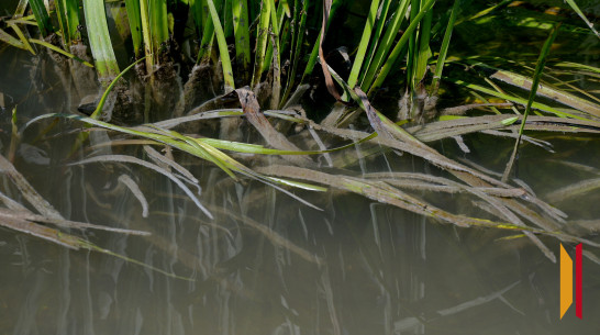 В Воронежской области в реке Усманка утонула 75-летняя женщина